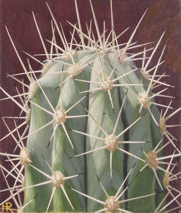 Henricus Rol, Verkade Experience album Knots toortscactus, Cactussen (1931) – Beeld Zaans Museum (collectie SBCEV) , Verkade Experience album Knots toortscactus, Cactussen (1931) - Beeld Zaans Museum (collectie SBCEV)