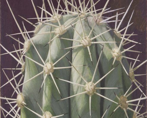 Verkade album cactussen - collectie Zaans Museum