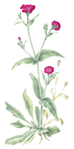 Marianne van der Stee prikneus