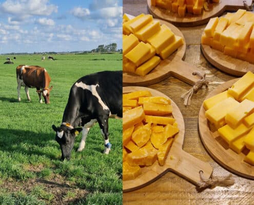 Koe en kaas